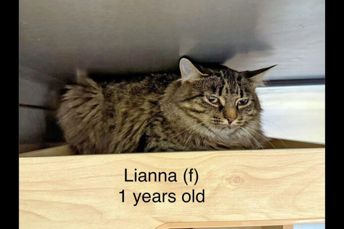 Puurrrfect Paws Rescue - Lianna