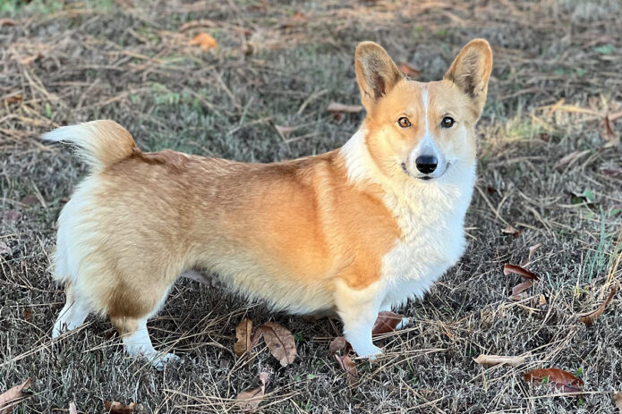 Two Ladies Caring Dog Rescue - Connie