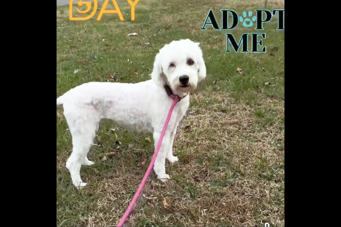 Two Ladies Caring Dog Rescue - Molly