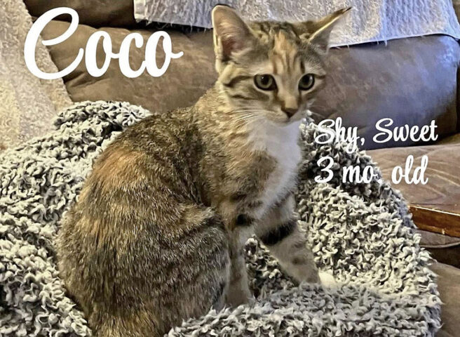Cat Adoption Team of Stewart County (CATS) - Coco