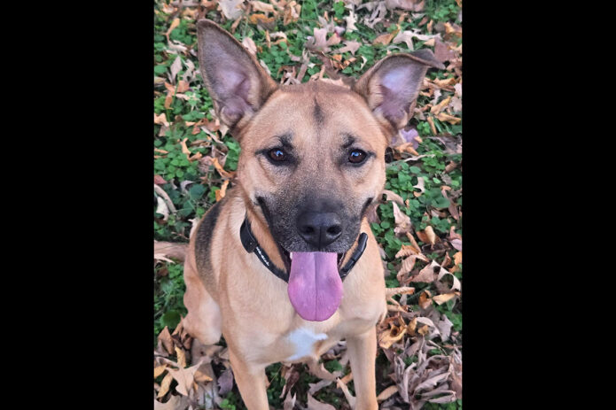 Companion Pet Rescue of Middle Tennessee -Hunter