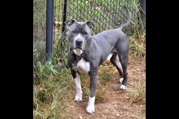Companion Pet Rescue of Middle Tennessee - Kane