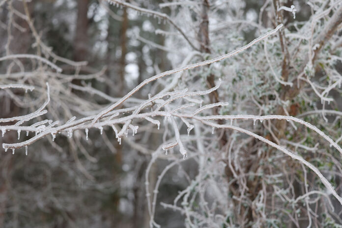 Ice on Tree Limbs. (Mark Haynes, Clarksville Onilne)