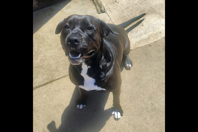 Kaylee’s Island of Misfit Dogs Rescue - Banshee