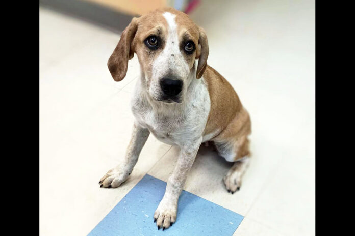 Montgomery County Animal Care and Control - Cassie