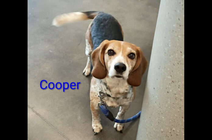 Montgomery County Animal Care and Control - Cooper