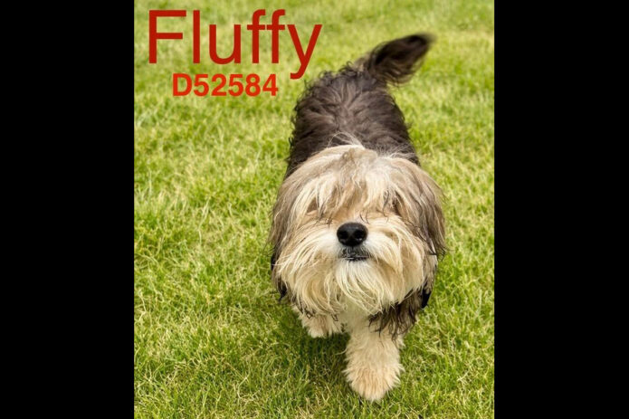 Montgomery County Animal Care and Control - Fluffy