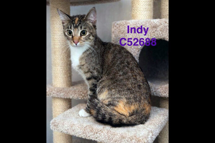 Montgomery County Animal Care and Control - Indy