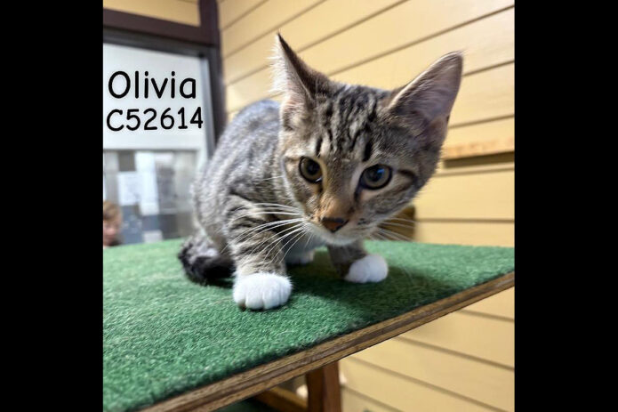 Montgomery County Animal Care and Control -Olivia