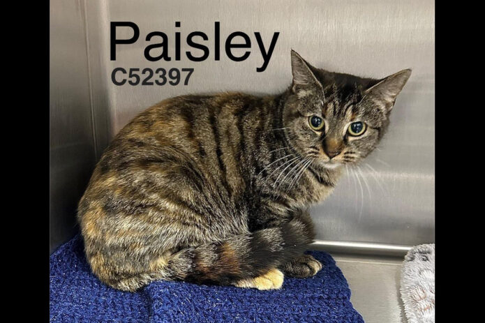 Montgomery County Animal Care and Control - Paisley