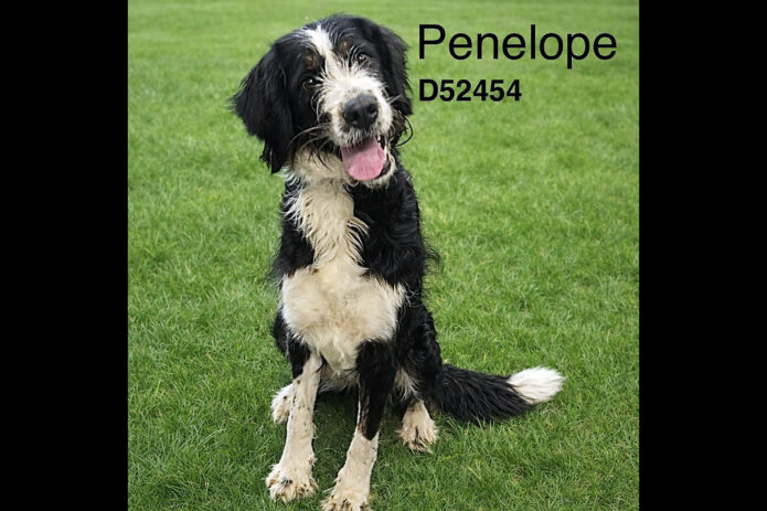 Montgomery County Animal Care and Control - Penelope