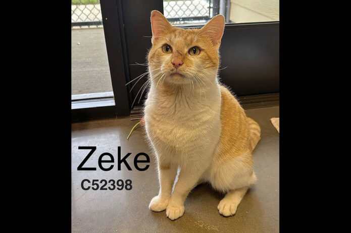 Montgomery County Animal Care and Control - Zeke