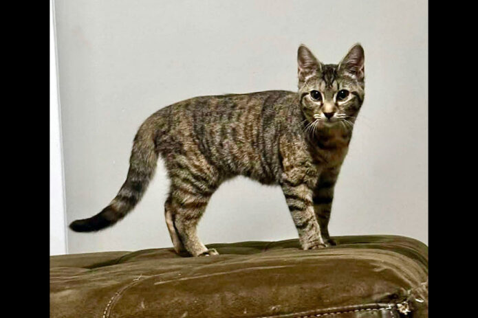 Saving Kittens Sanctuary -Salmon Pruitt