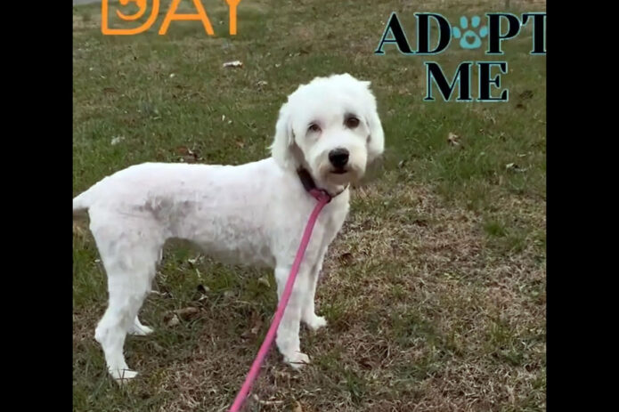 Two Ladies Caring Dog Rescue - Molly