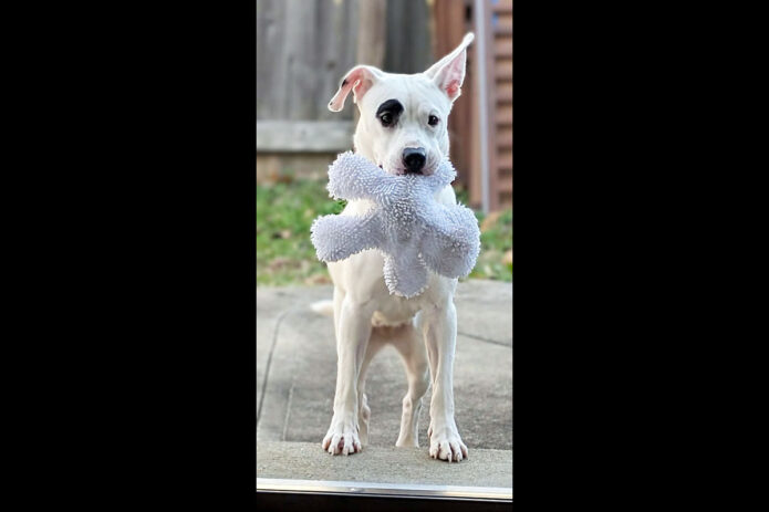 3 Friends Animal Rescue - Cindy Lou