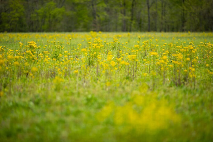 Southeastern grasslands like the ones found in Tennessee are among the world's most biodiverse ecosystems, and SGI is dedicated to restoring these habitats while preserving the flora and fauna that depend on them. (Sean McCully, APSU)