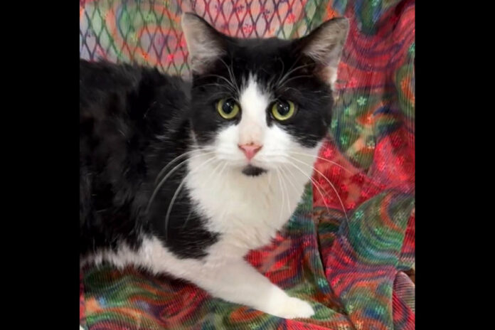 Cat Adoption Team of Stewart County (CATS) - Chance