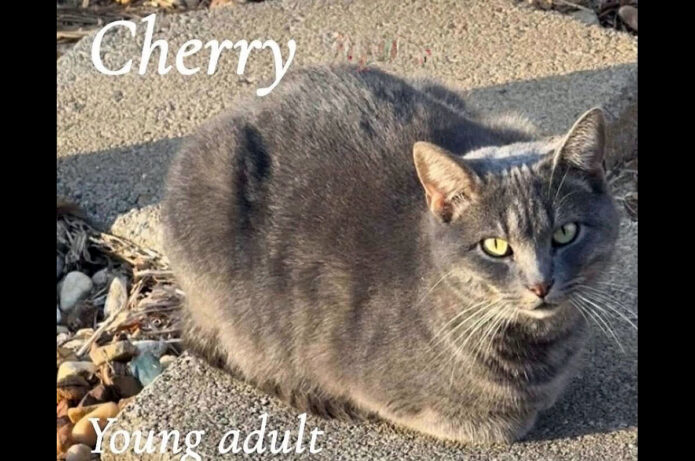 Cat Adoption Team of Stewart County (CATS) - Cherry