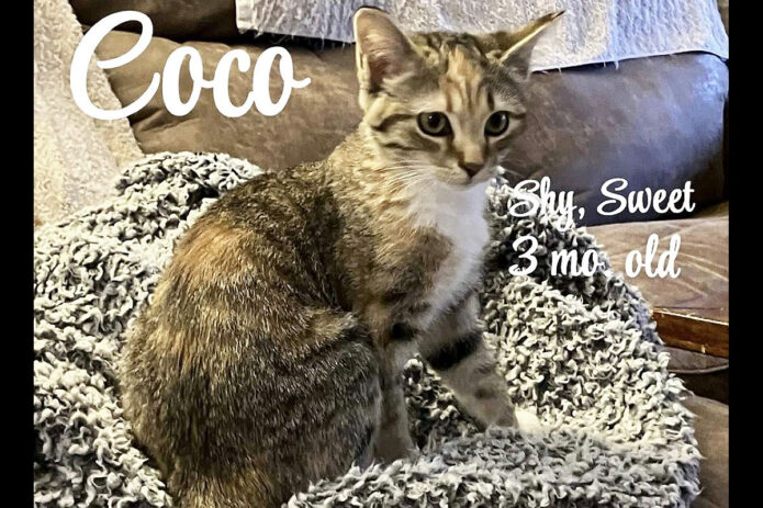 Cat Adoption Team of Stewart County (CATS) - Coco