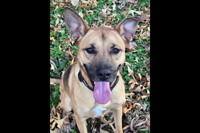 Companion Pet Rescue of Middle Tennessee - Hunter