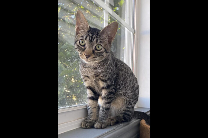 Finders Keepers Cat Rescue - Nightshade