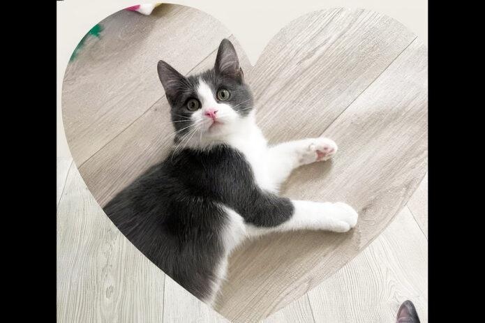 Finders Keepers Cat Rescue - Siskin