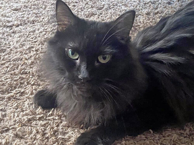 Finders Keepers Cat Rescue - Taylor