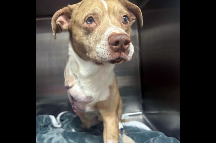 Mikaela’s Mutt Motel - Fendi