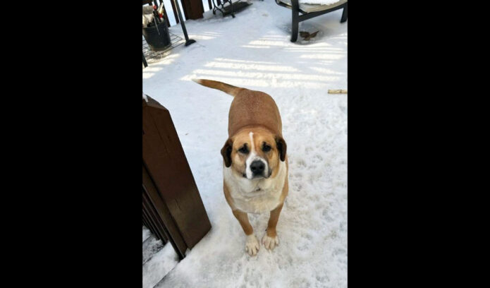 Montgomery County Animal Care and Control - Buddy