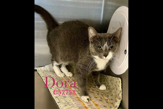 Montgomery County Animal Care and Control - Dora