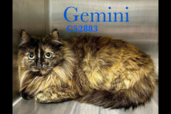 Montgomery County Animal Care and Control – Gemini