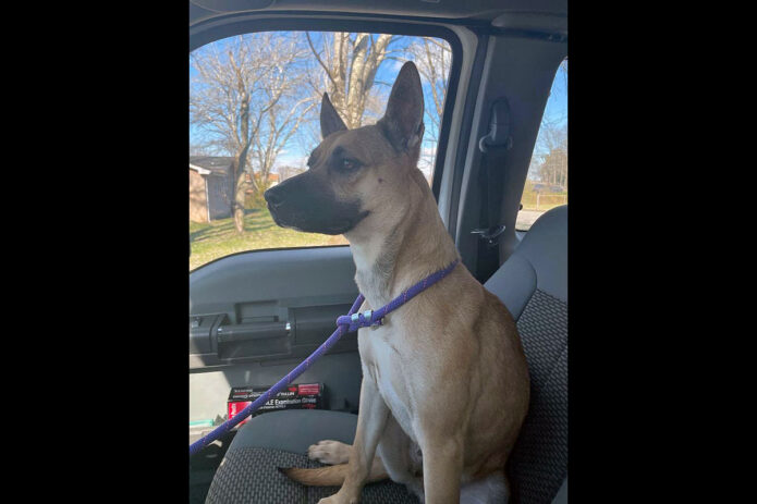Montgomery County Animal Care and Control - Giorgina