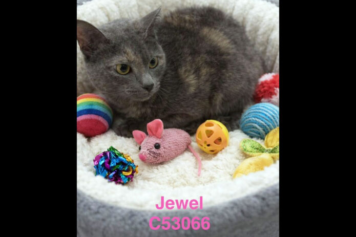 Montgomery County Animal Care and Control - Jewel