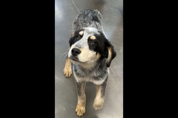 Montgomery County Animal Care and Control - Mira