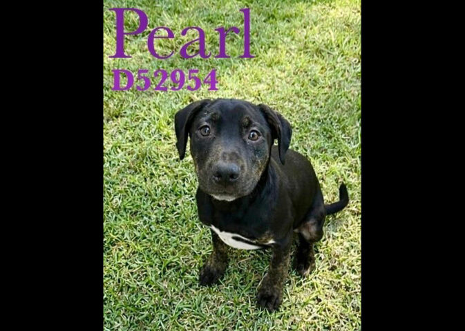 Montgomery County Animal Care and Control - Pearl