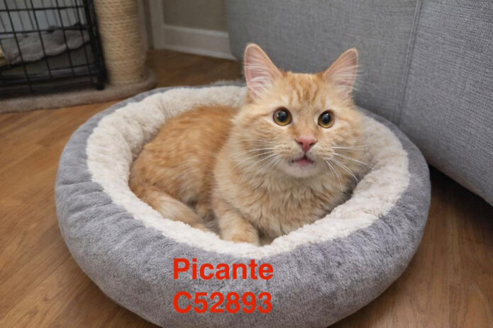 Montgomery County Animal Care and Control - Picante