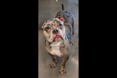 Montgomery County Animal Care and Control – Riley