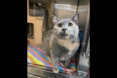 Puurrrfect Paws Rescue – Moonie