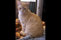 Saving Kittens Sanctuary – Chester