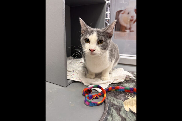 Saving Kittens Sanctuary - Thome