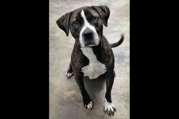 Stewart County Faithful Friends Animal Rescue - Drako