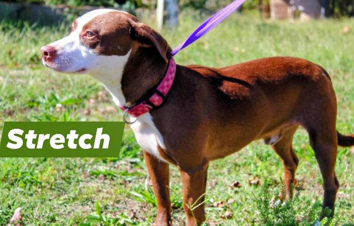 Stewart County Faithful Friends Animal Rescue - Stretch