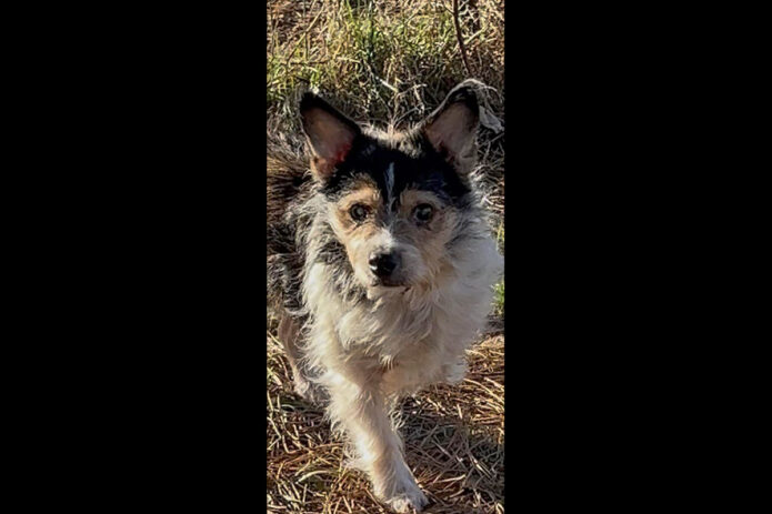 Two Ladies Caring Dog Rescue - Zoomie