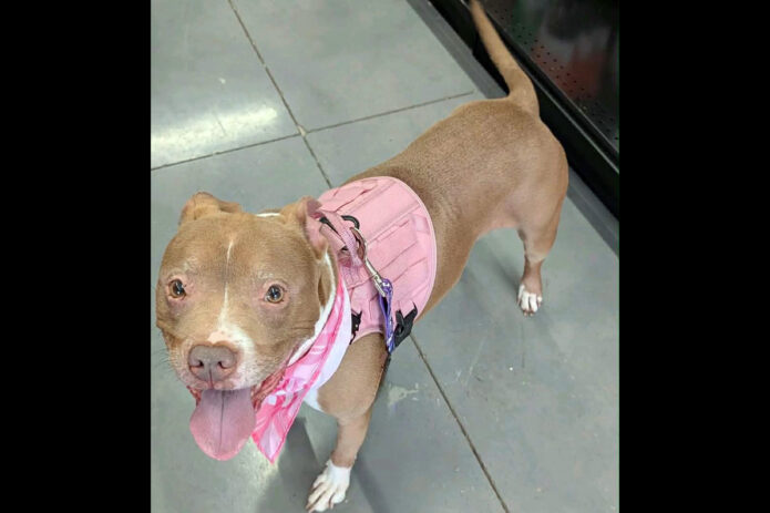 3 Friends Animal Rescue - Evelyn