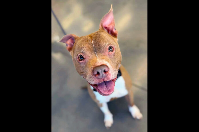 3 Friends Animal Rescue - Evelyn