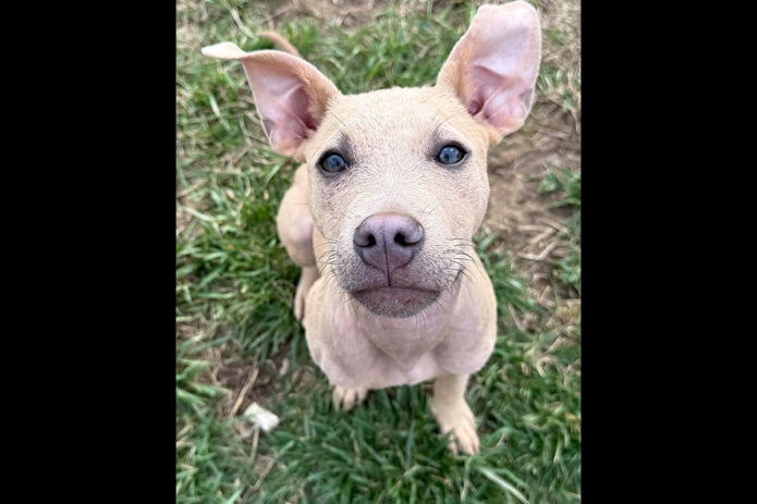 3 Friends Animal Rescue - Wilbur