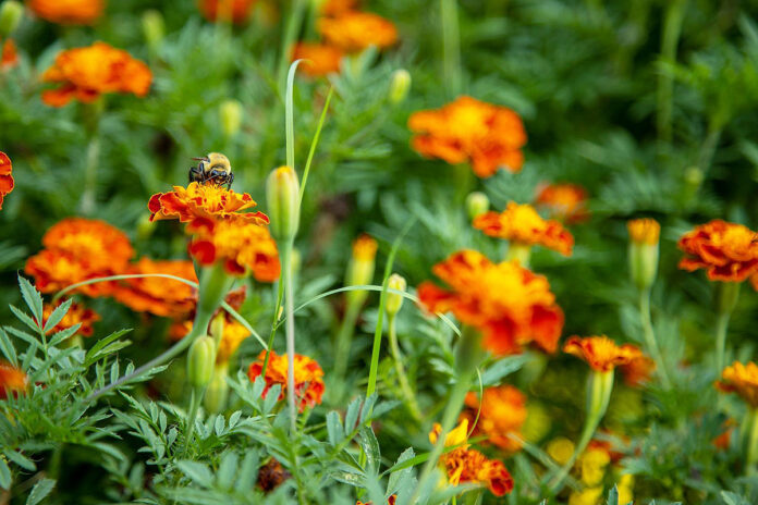 A bee pollinates a flower at Austin Peay State University’s Outdoor Education Center. (Sean McCully, APSU)