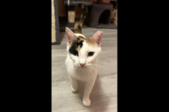 Cat Adoption Team of Stewart County (CATS) – Dottie