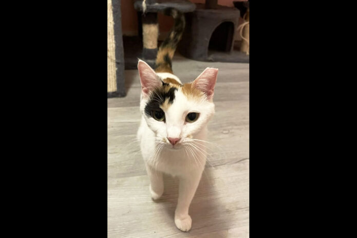 Cat Adoption Team of Stewart County (CATS) - Dottie