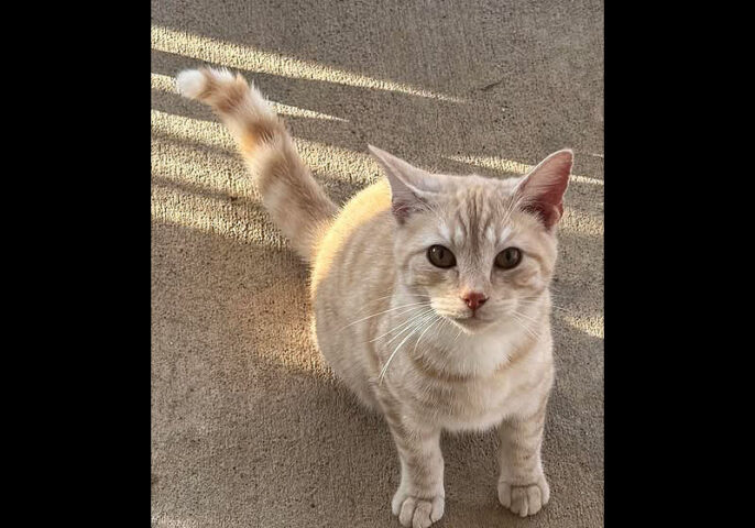 Cat Adoption Team of Stewart County (CATS) - Lil Man